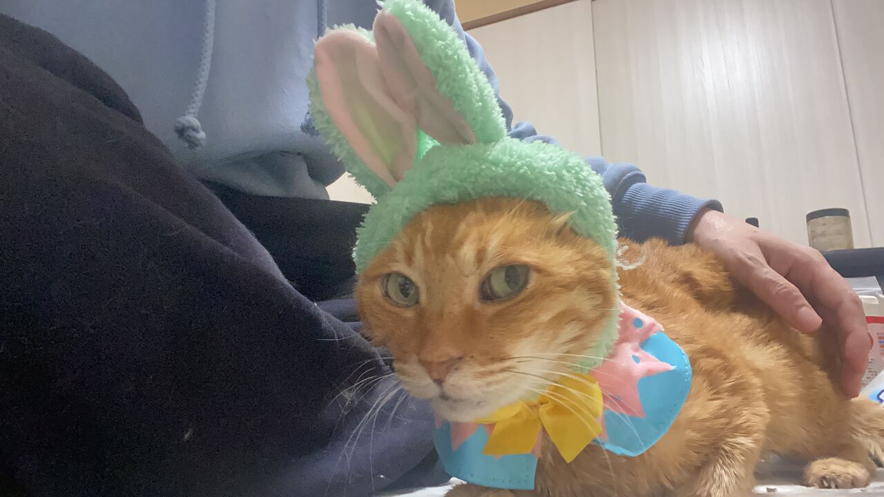 元武闘派ボス猫 お茶目に七変化 2527 ねこかます