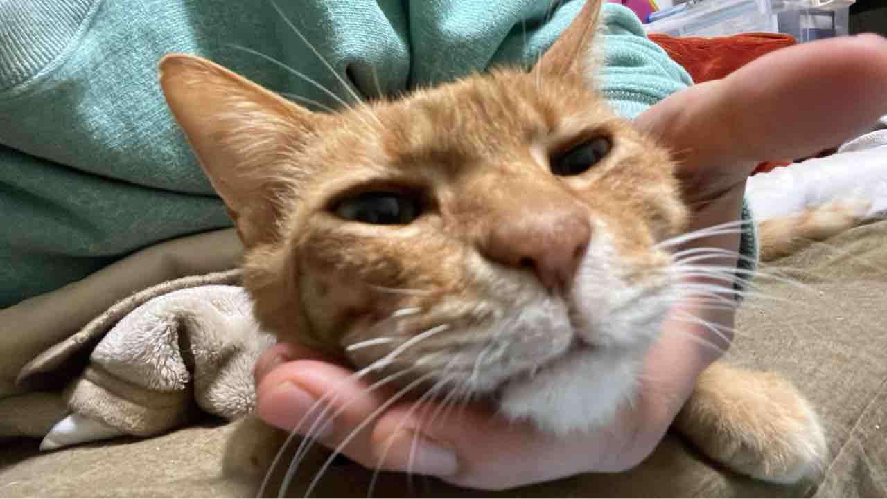 茶トラ猫の驚きの数値 20250410 : ねこかます