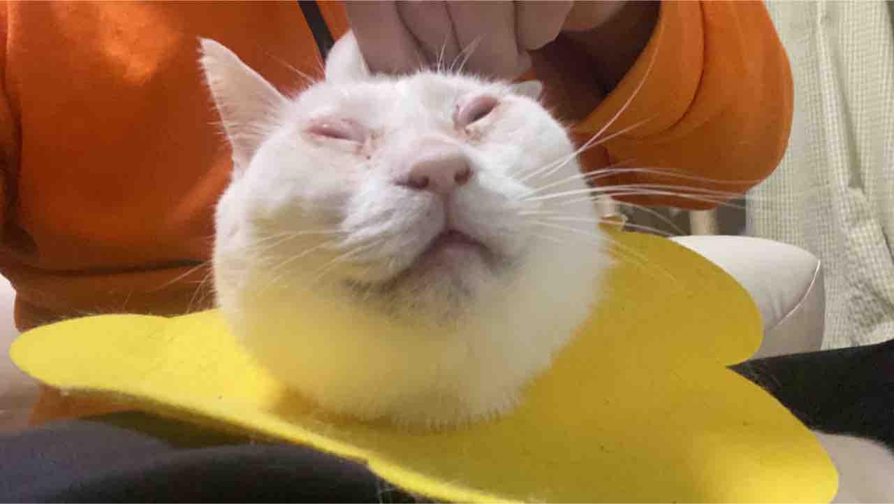 猫のダイエット 1228 ねこかます 猫のダイエット 1228 ねこかます