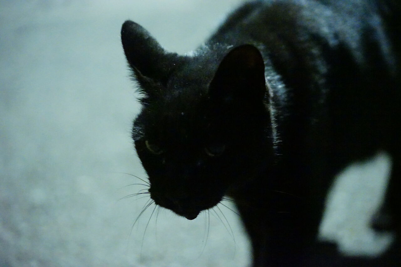 存在感ある黒猫たち 20250709 : ねこかます