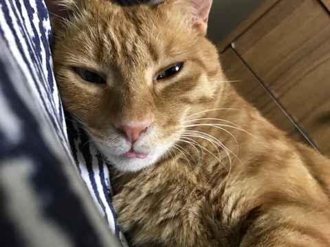 写真 2017-06-24 22 14 02