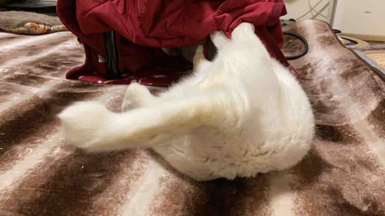 白たぬき 猫用こたつで転げ回る ねこかます 白たぬき 猫用こたつで転げ回る ねこかます