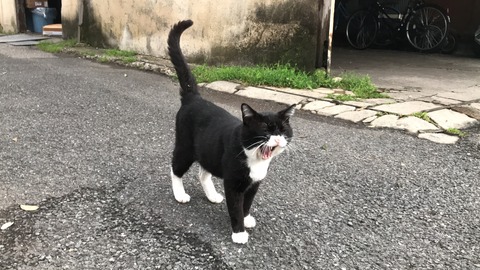 写真 2018-08-14 5 18 32