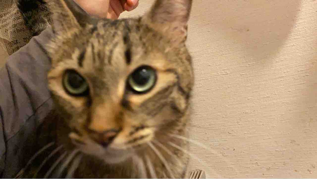 甘え方を迷う猫 2104 ねこかます 甘え方を迷う猫 2104 ねこかます