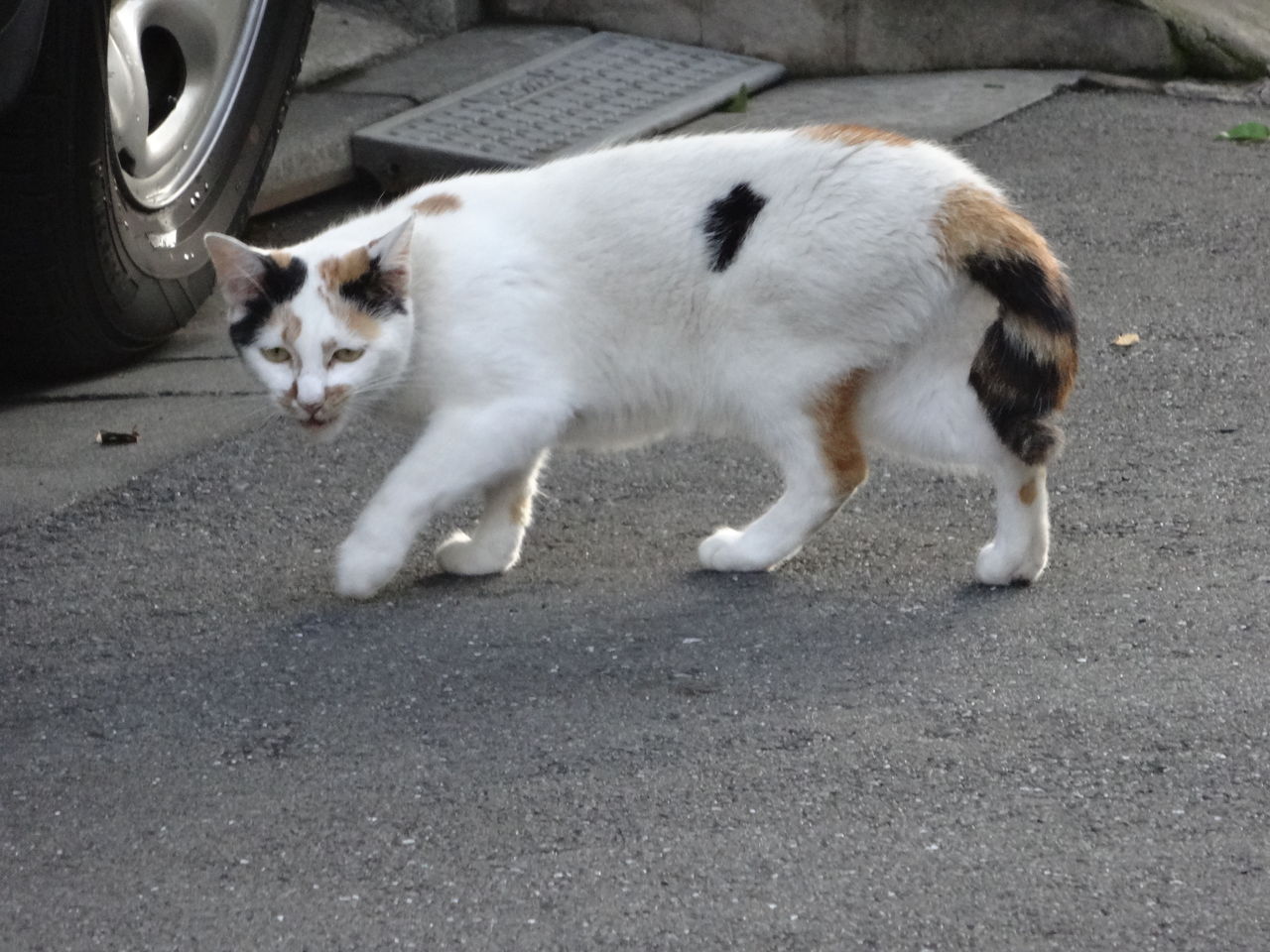 怖い顔の猫 ねこかます