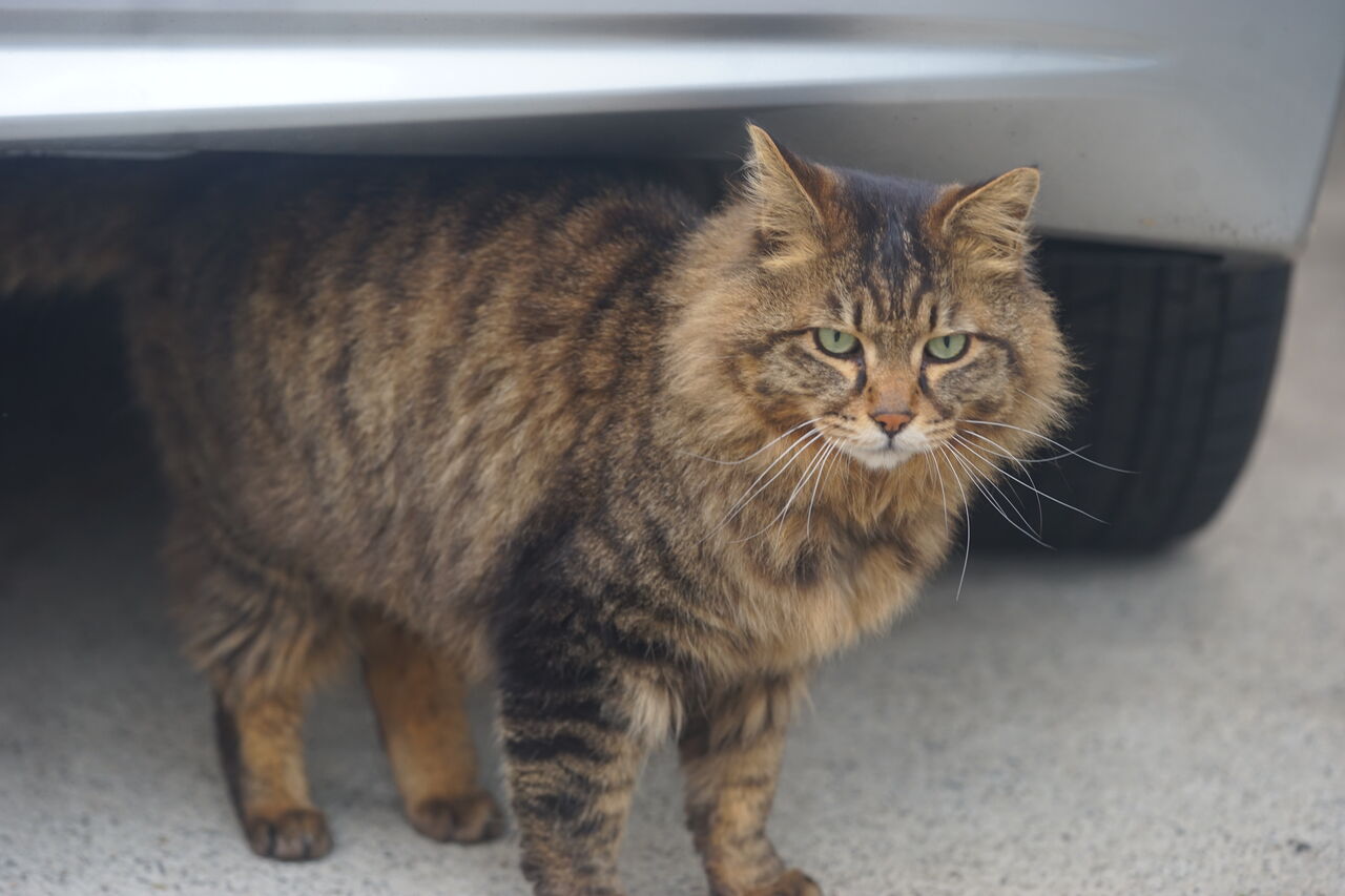貴族猫たぬチキ様、9年目の秋 20241106 : ねこかます