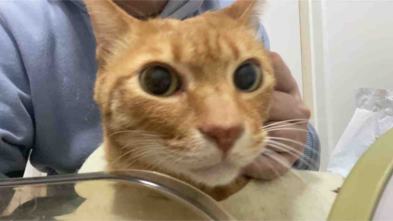 ベテラン子猫 生涯初のシャンプーをする ねこかます