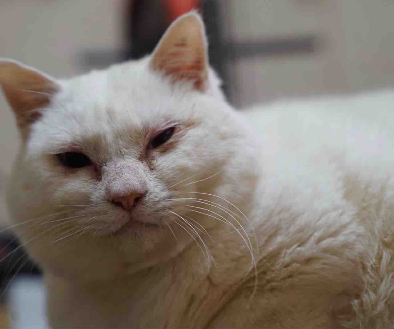 猫が笑顔になるきっかけ ねこかます