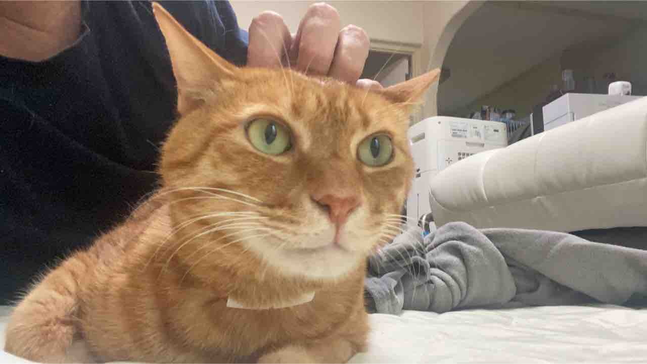 猫の精神年齢 ねこかます 猫の精神年齢 ねこかます