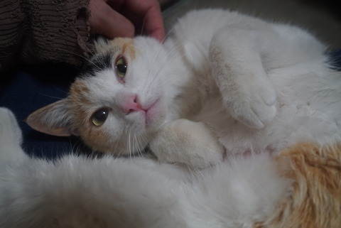 写真 2019-03-29 0 03 36