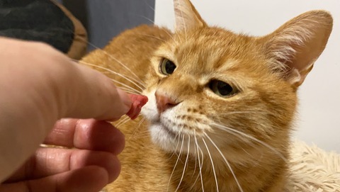 写真 2021-06-08 1 14 07