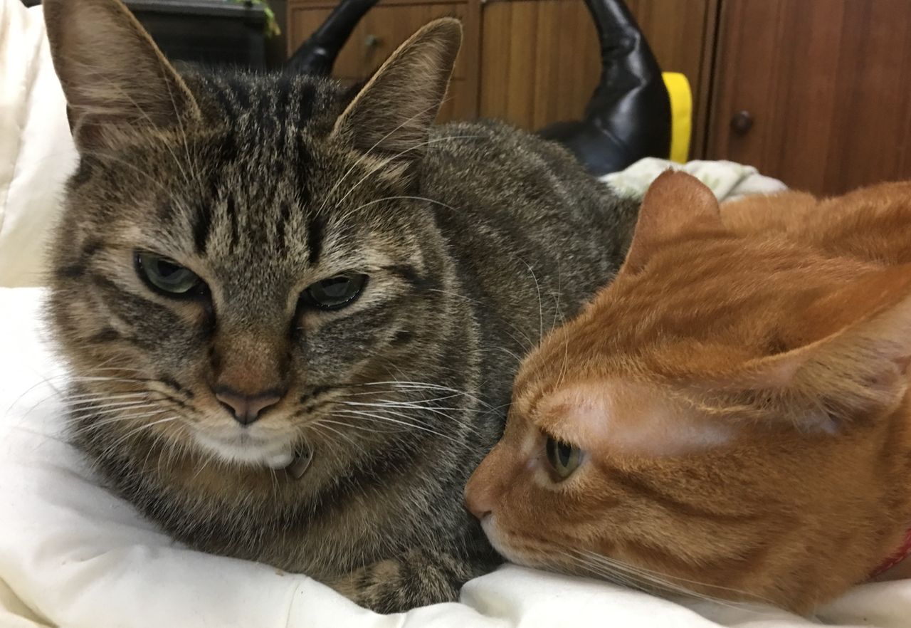 天然のキトゥン 子猫 ねこかます