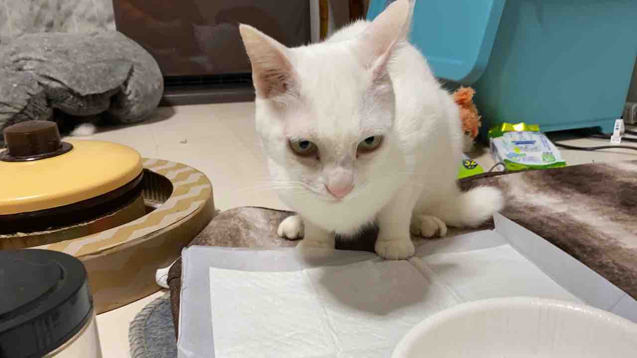 生肉を食べるか食べないか 20200327 : ねこかます