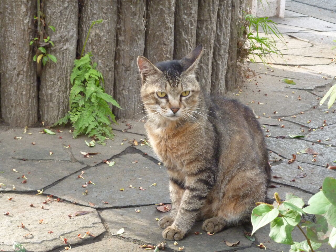 ボス猫の在り方 2708 ねこかます