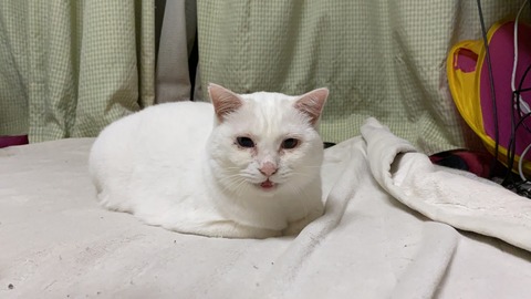 写真 2019-11-02 22 28 14