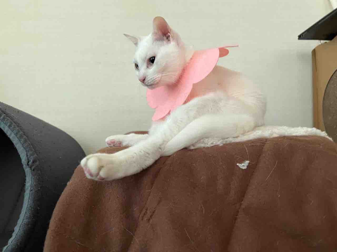 猫型珍獣 専用こたつをゲットする 2110 ねこかます