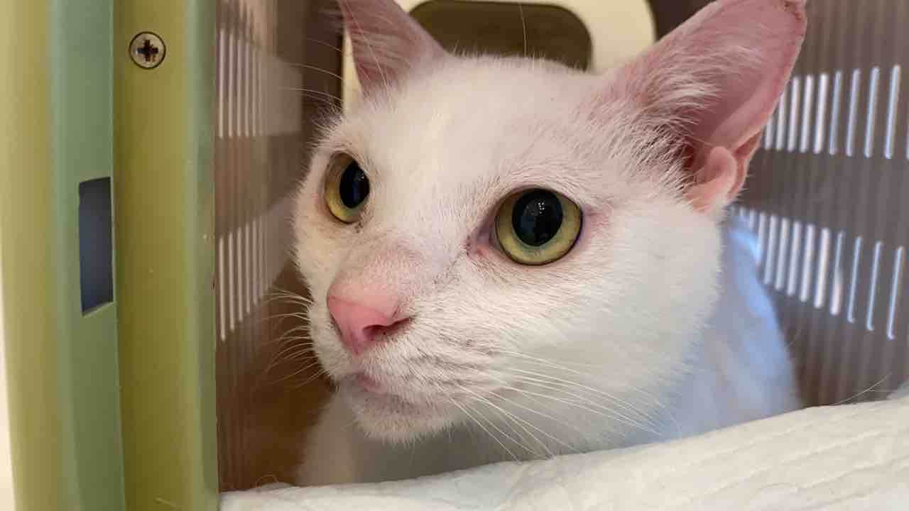 猫のウンモの個性 0610 ねこかます 猫のウンモの個性 0610 ねこかます