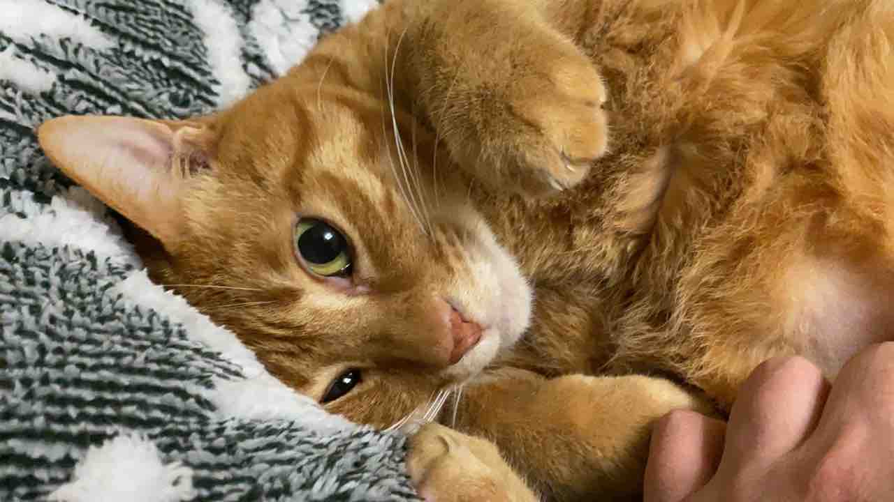 みんなで子猫返り ねこかます