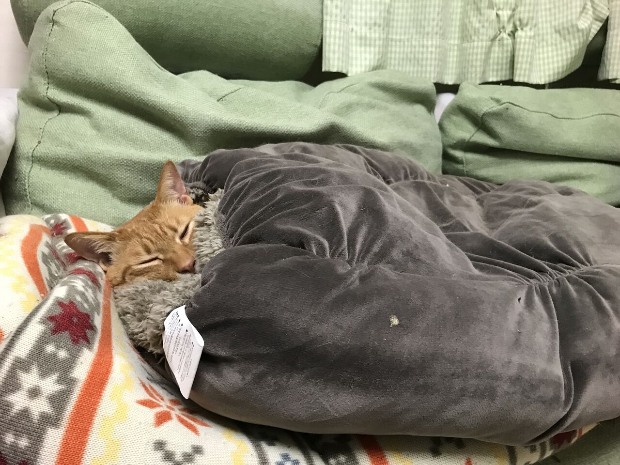 冬の猫グッズ ねこかます