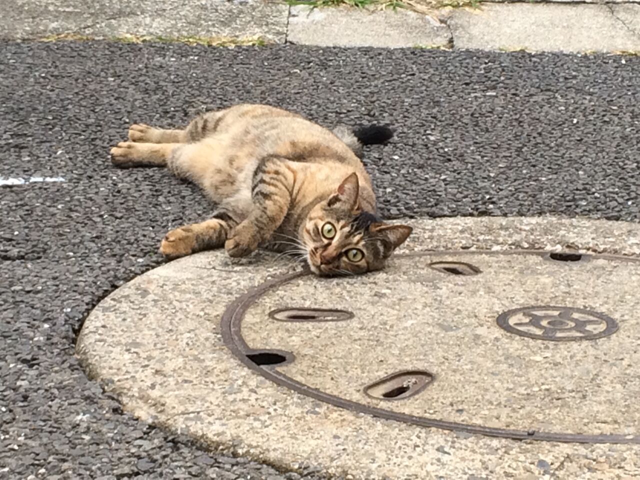 歴代スマホ待ち受け猫 20210621 : ねこかます