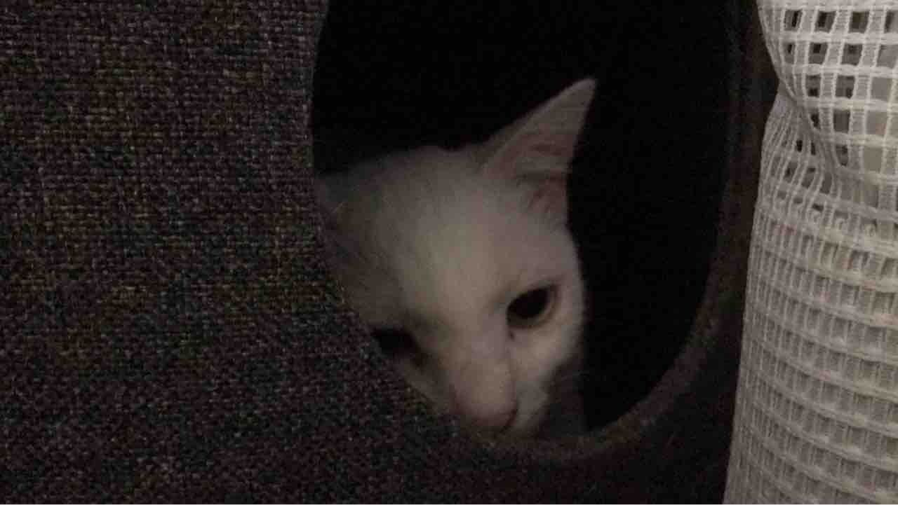 拗ねる猫 ねこかます 拗ねる猫 ねこかます