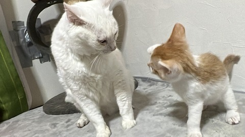 写真 2023-06-26 1 57 56