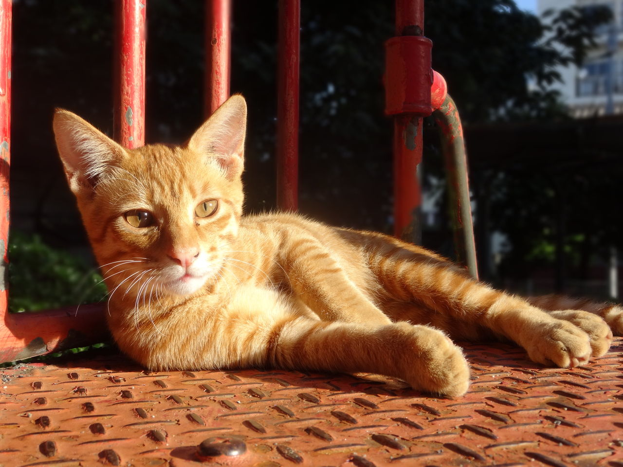 触ればキレるナイフ猫 ねこかます