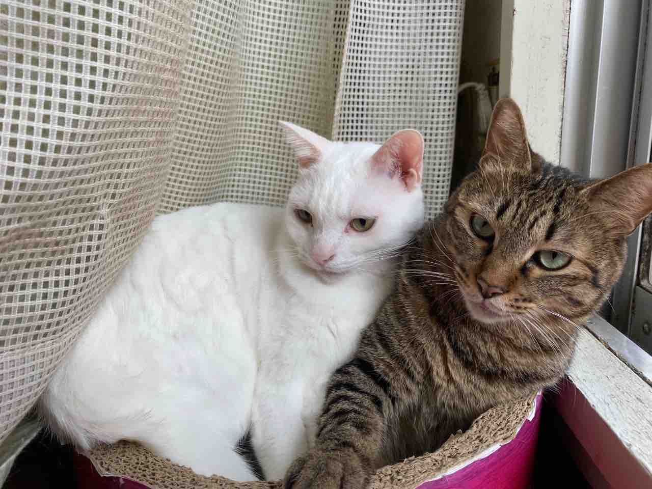 宇宙猫兄弟19秋 ねこかます