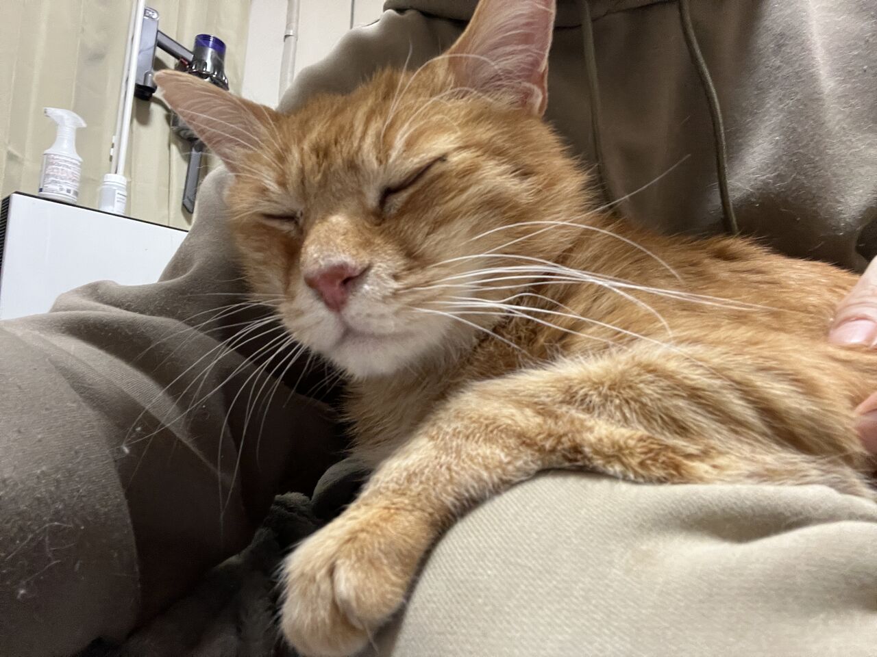 レギュラー猫たちの年齢人間換算 2212 ねこかます