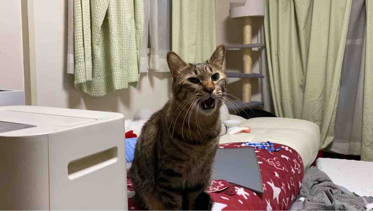 鳴かない猫が鳴き出すとき ねこかます
