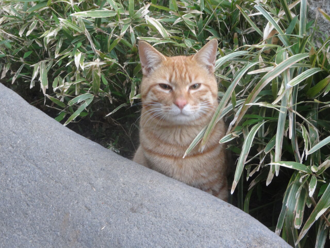 野良猫3兄弟の末っ子 20240317 : ねこかます