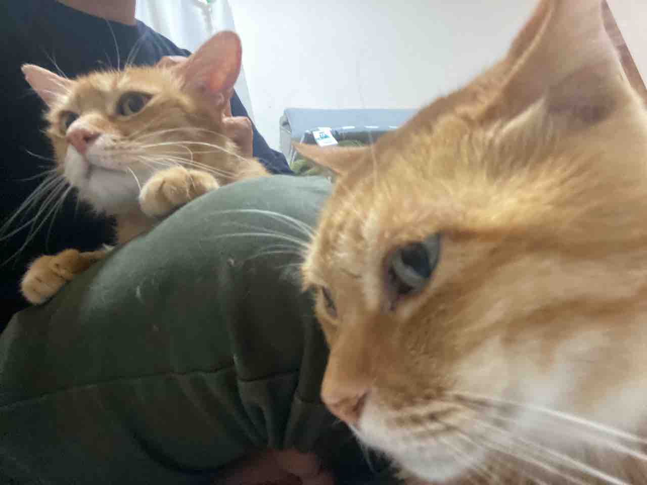 3匹の茶トラ猫 現役時代と引退後 ねこかます