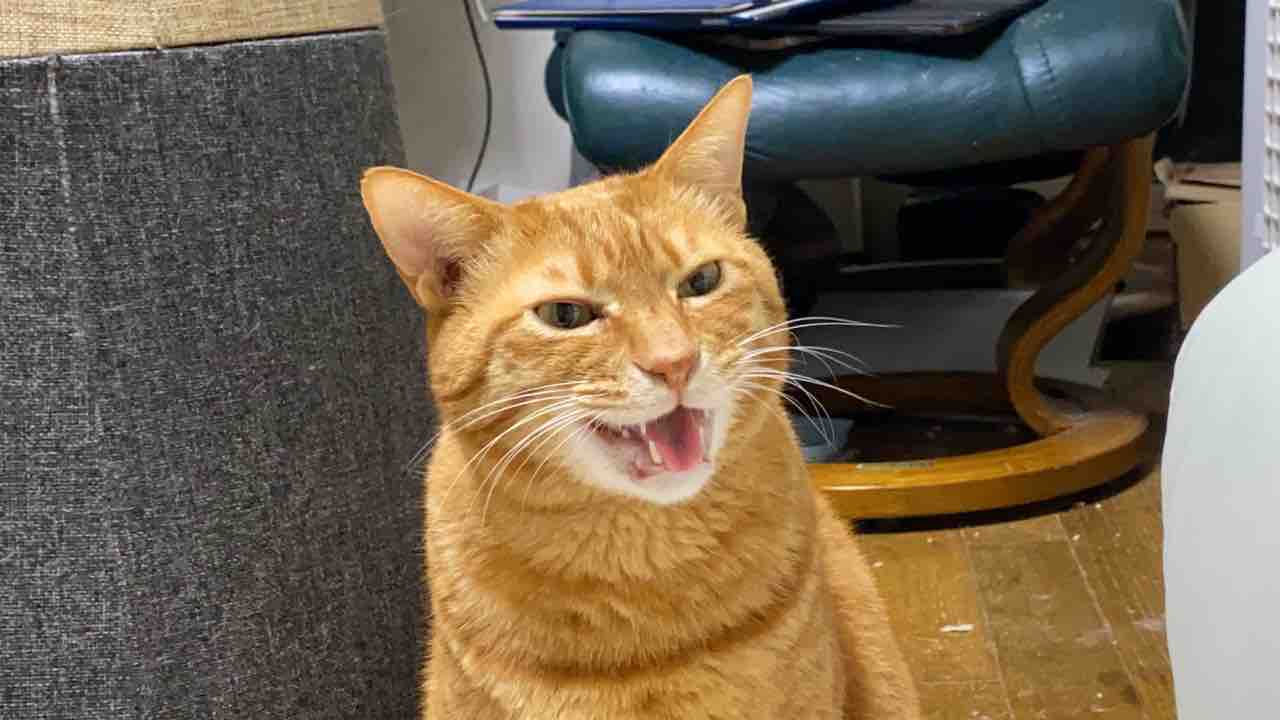 ねこかます ねこかます Youtuber のwikiプロフィール シャオリンの可愛い画像も エンタメ 芸能 ニュース などの気になる話題をお届け Www Nye Tycg Gov Tw