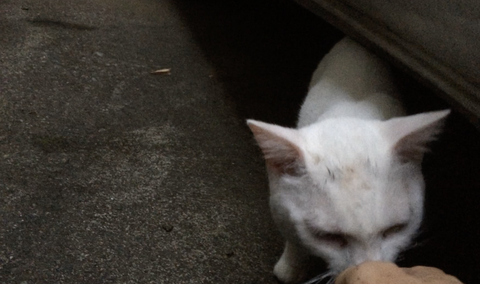 スクリーンショット 2024-11-10 21.49.17