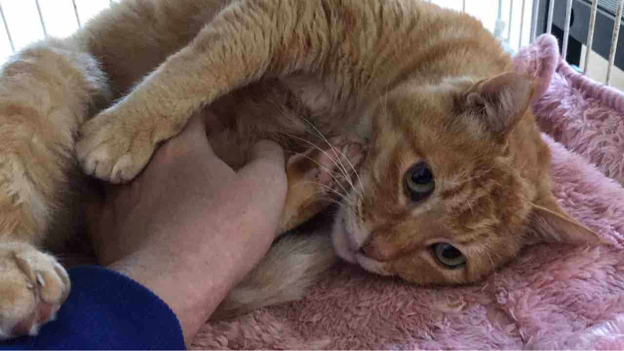 似ている茶トラ 1227 ねこかます 似ている茶トラ 1227 ねこかます