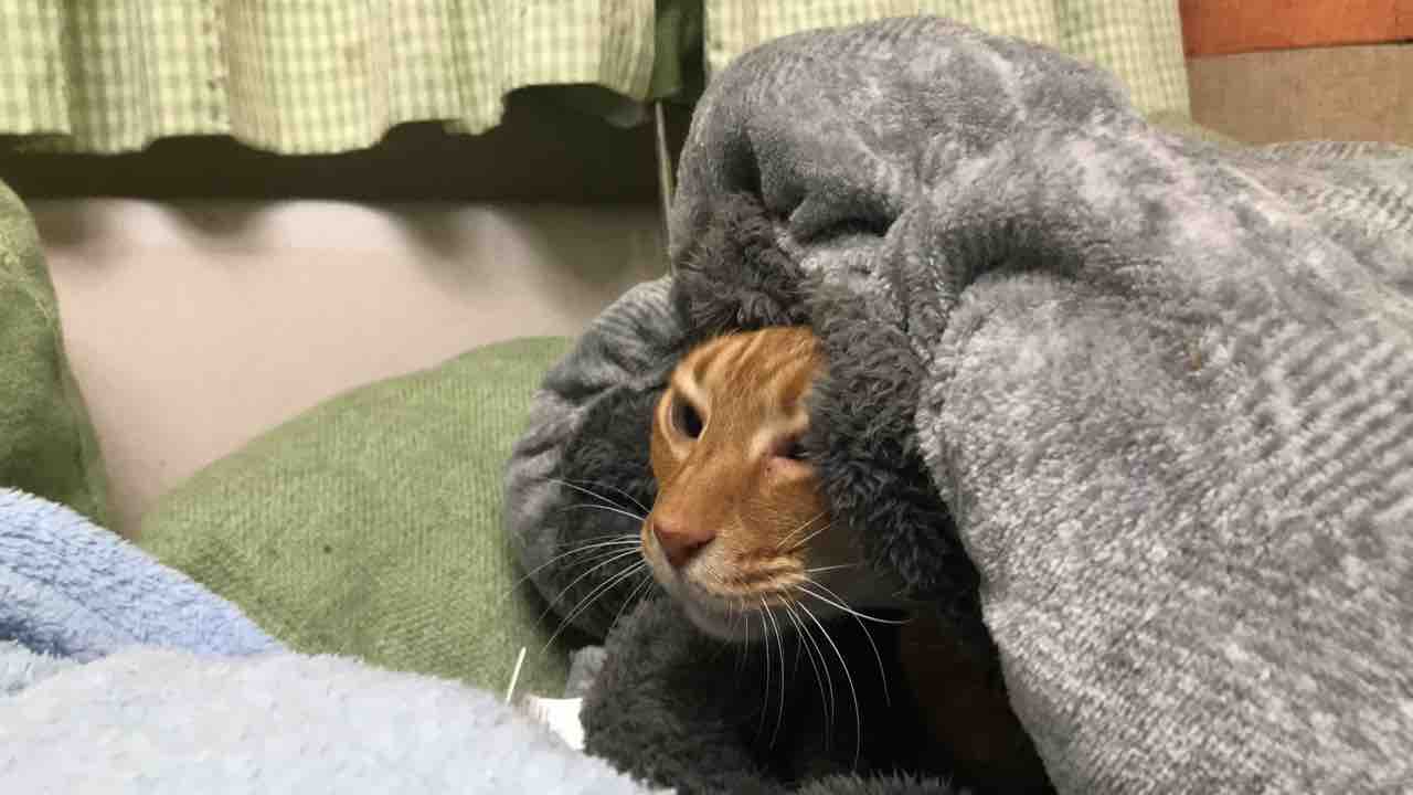 猫の好きな感触 20190518 : ねこかます