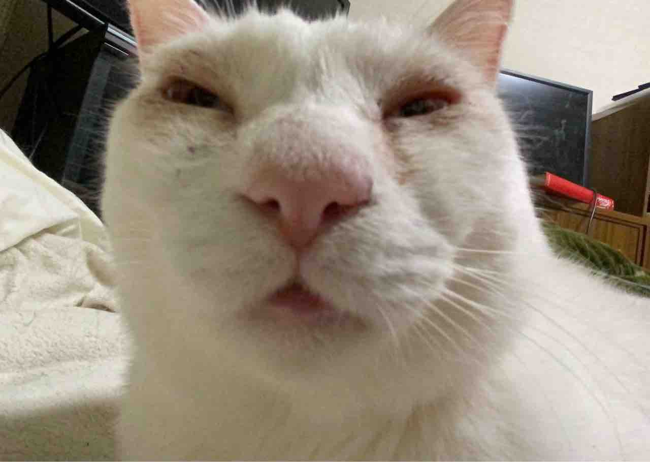 白猫型珍獣 目がきれいになる ねこかます
