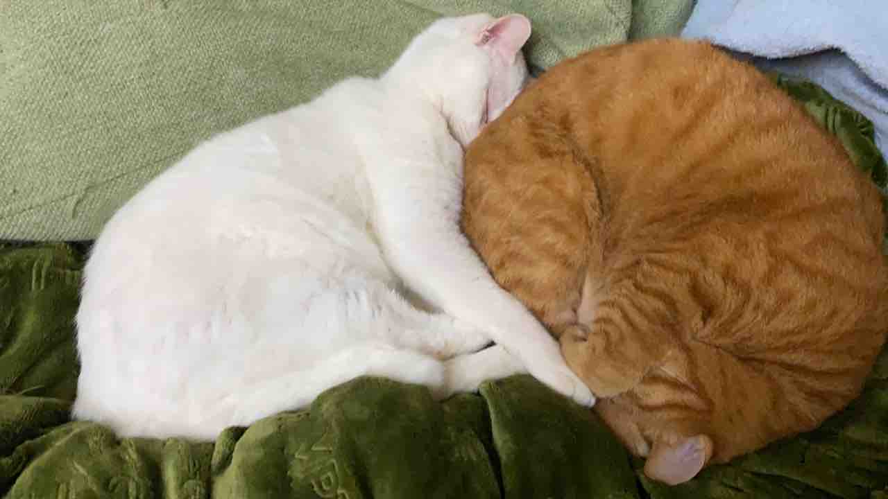 めり込むか 角張るか ねこかます