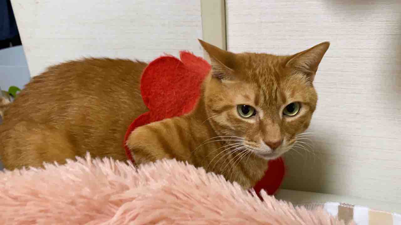 腎不全の元ボス猫、及びウンモ事変出張版 20210210 : ねこかます