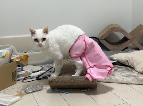 写真 2024-06-19 6 20 56