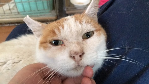 写真 2019-08-02 15 15 16