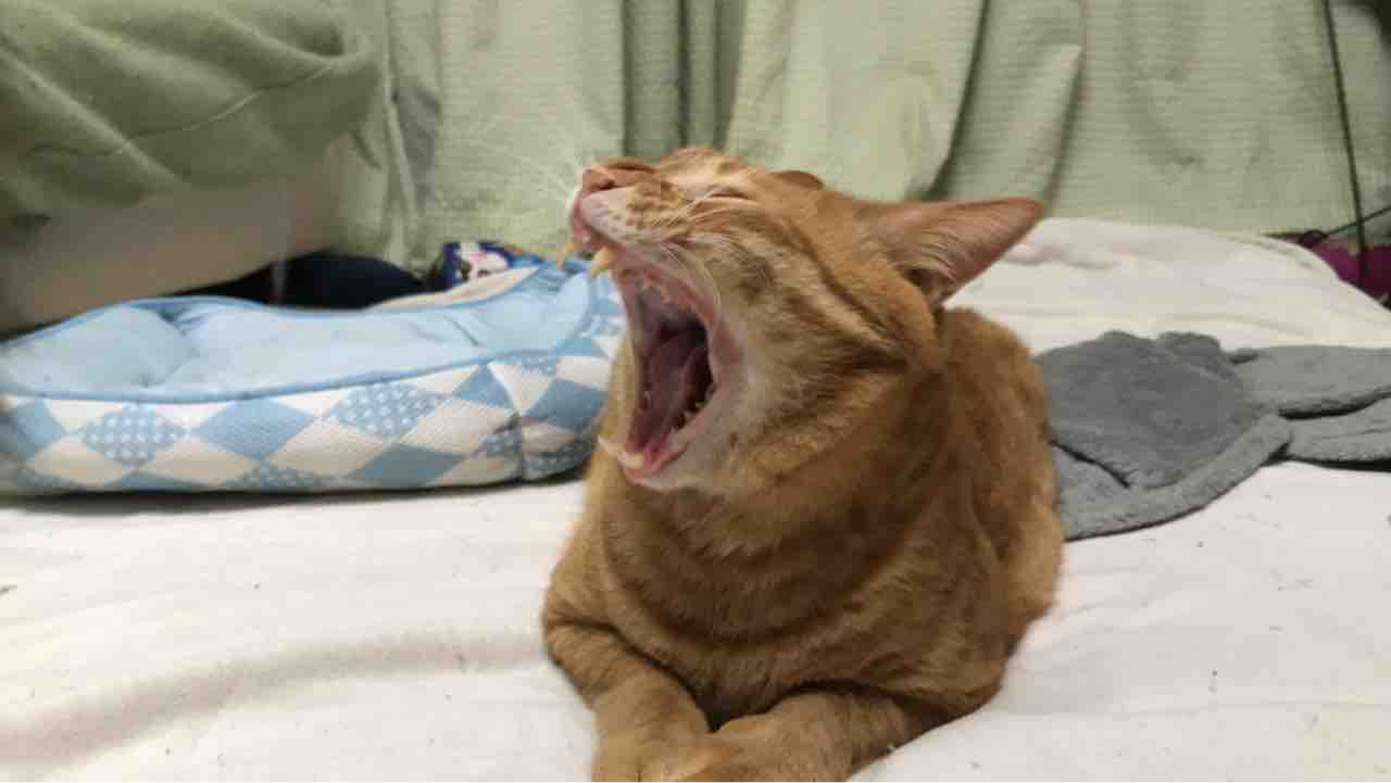 虎の咆哮ふたたび ねこかます