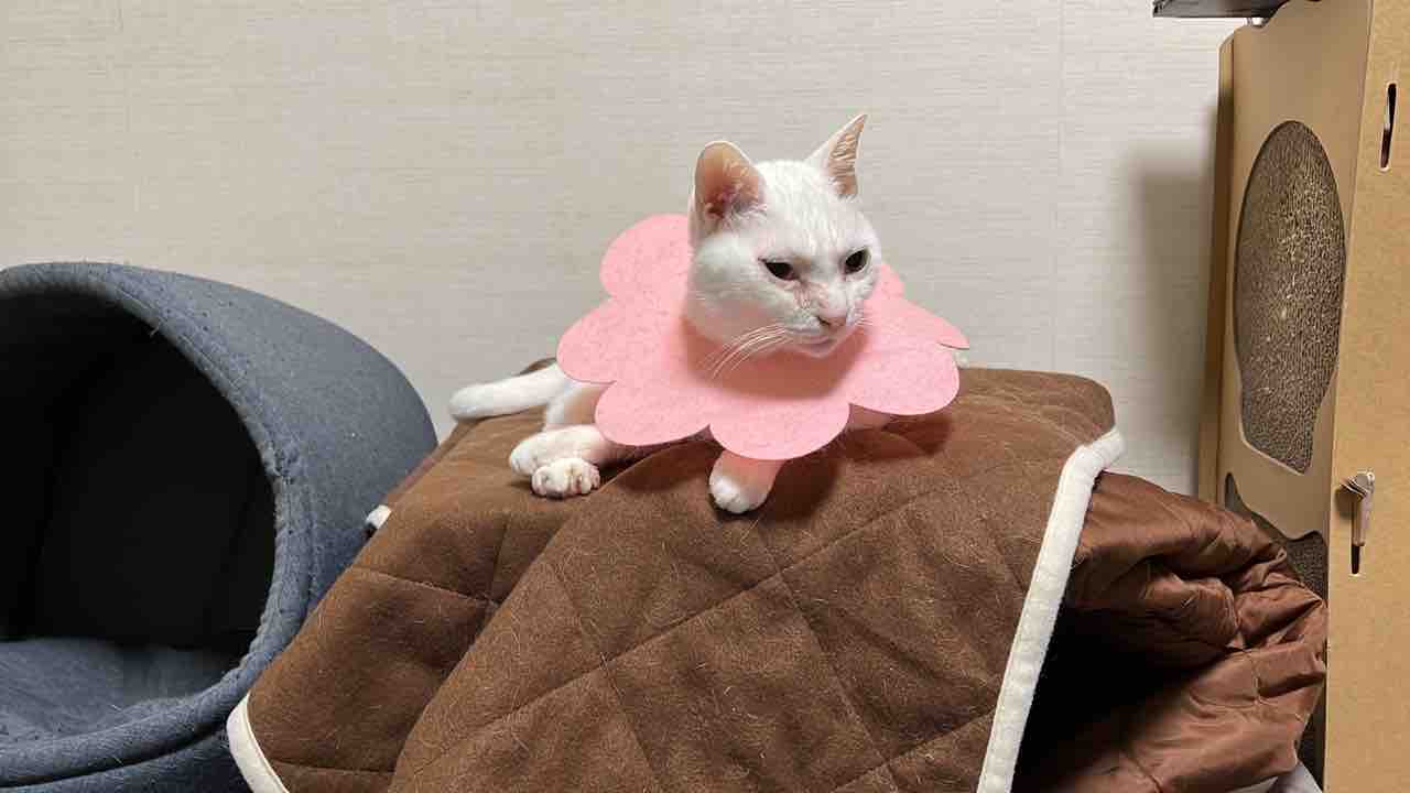 猫型珍獣 専用こたつをゲットする 2110 ねこかます