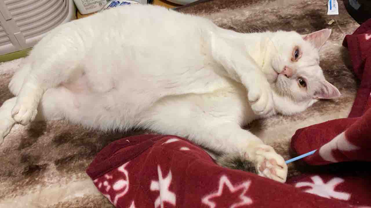 ❤️直売在庫❤️ 専用545 コタツ大好きねこちゃん♡キーホルダー