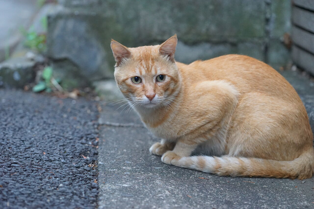 3匹の茶トラ猫 現役時代と引退後 ねこかます