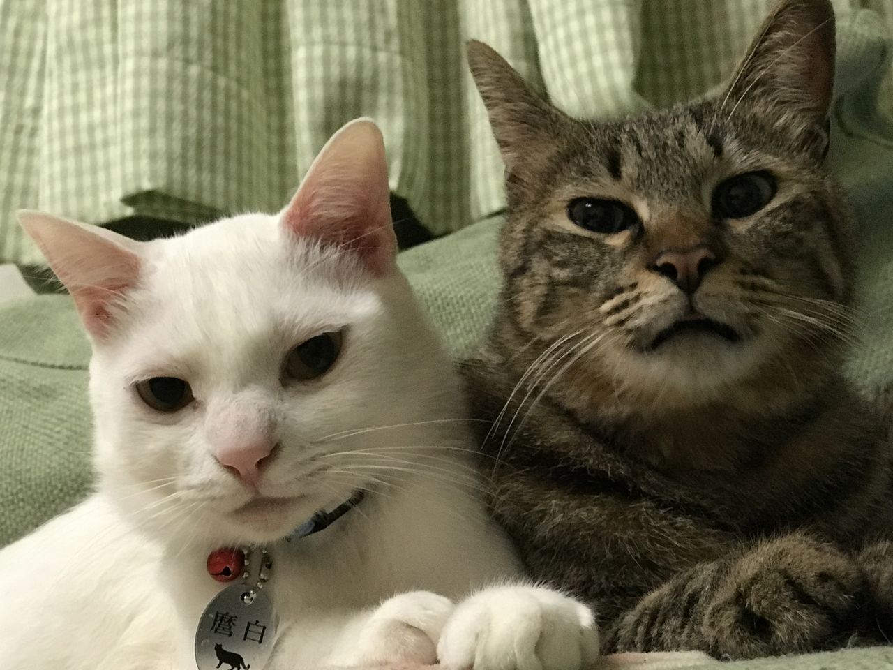 わが家の変顔猫 ねこかます