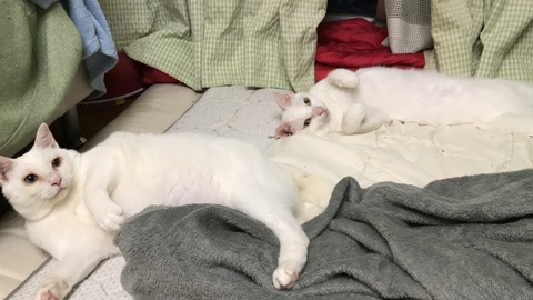 写真 2019-08-13 20 35 40