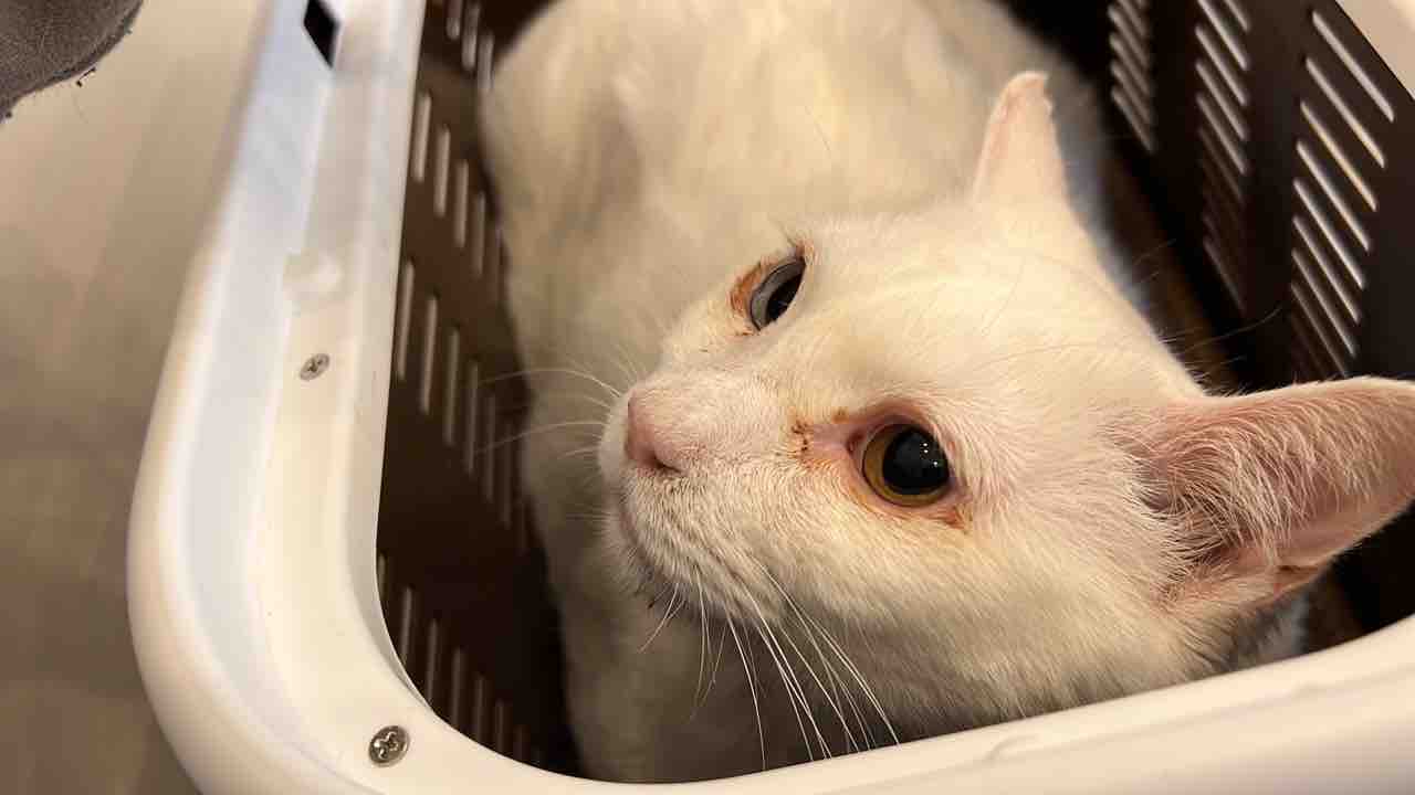 猫もアレルギーの季節 2330 ねこかます