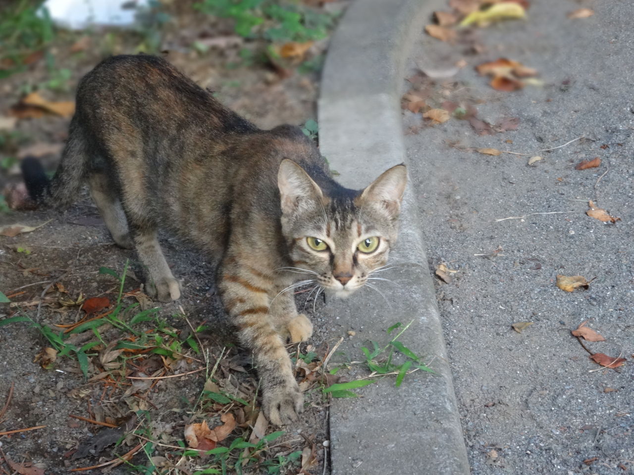 母猫は強し ねこかます
