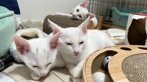 写真 2022-08-01 3 37 58